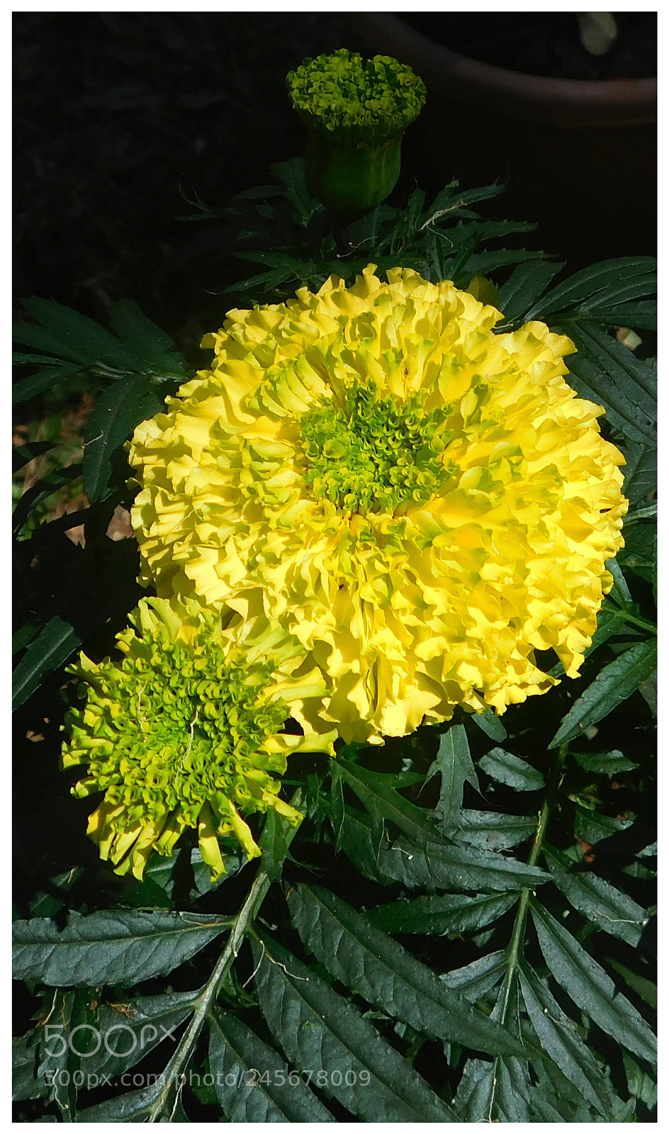 Nikon Coolpix L840 sample photo. Yellow flower s photography