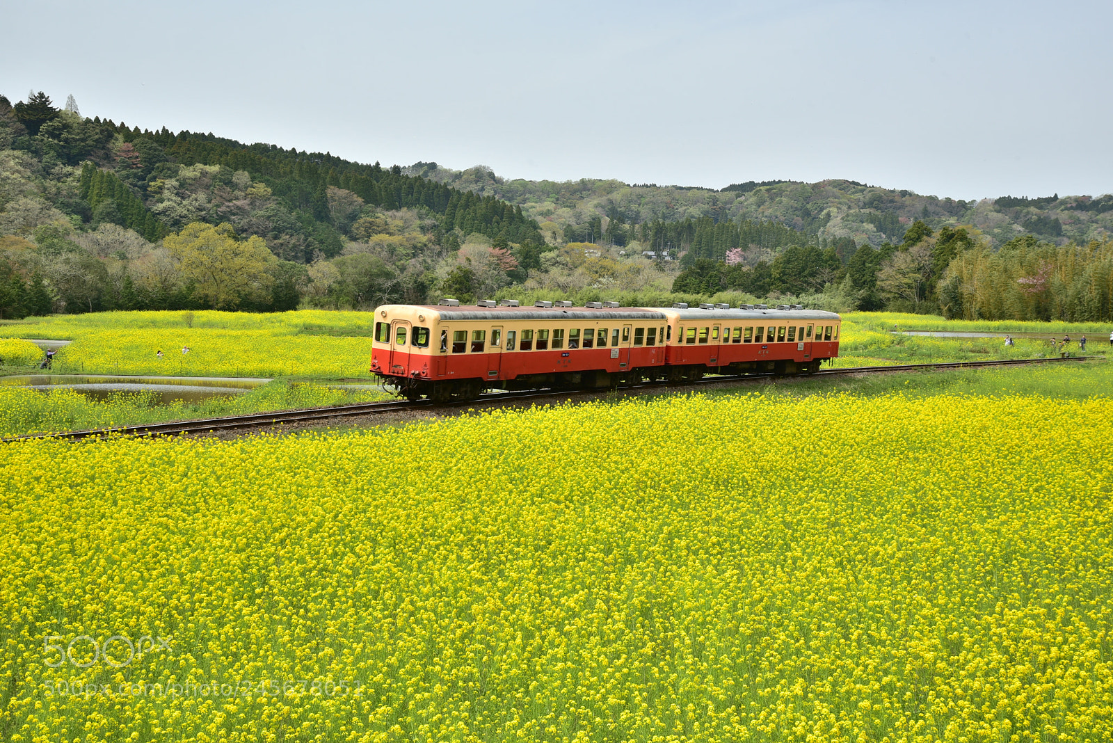 Nikon AF-S Nikkor 24-120mm F4G ED VR sample photo. Field of canola flower photography