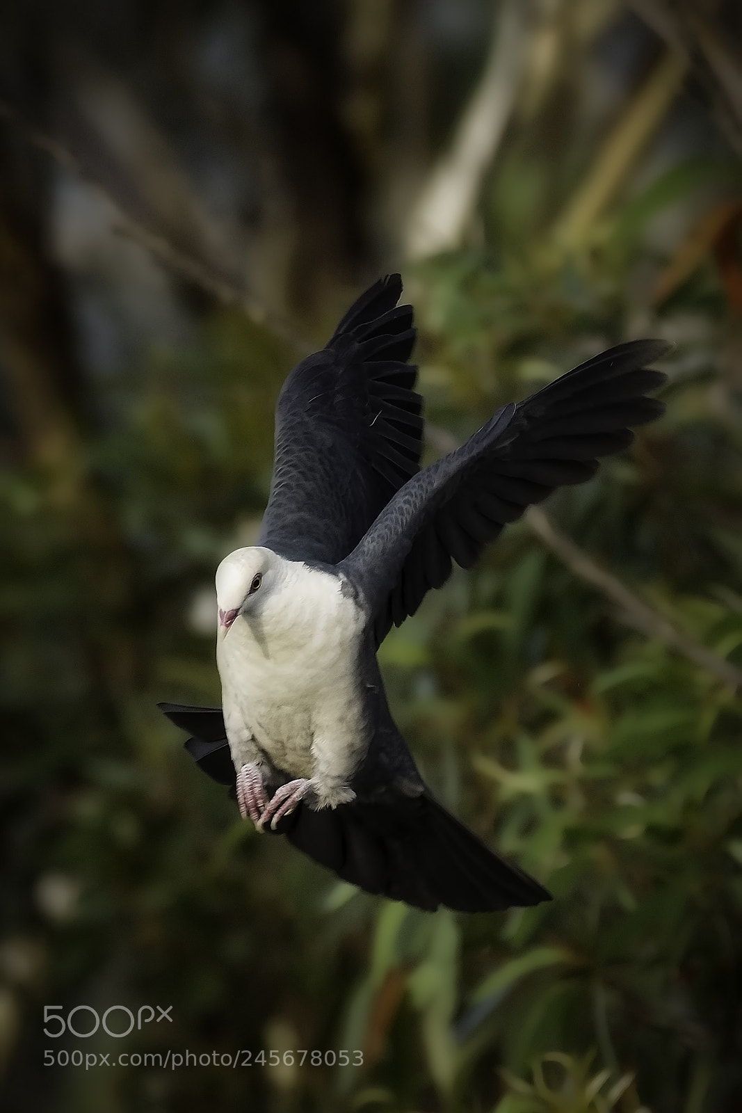 Nikon D7200 sample photo. White headed pigeon photography