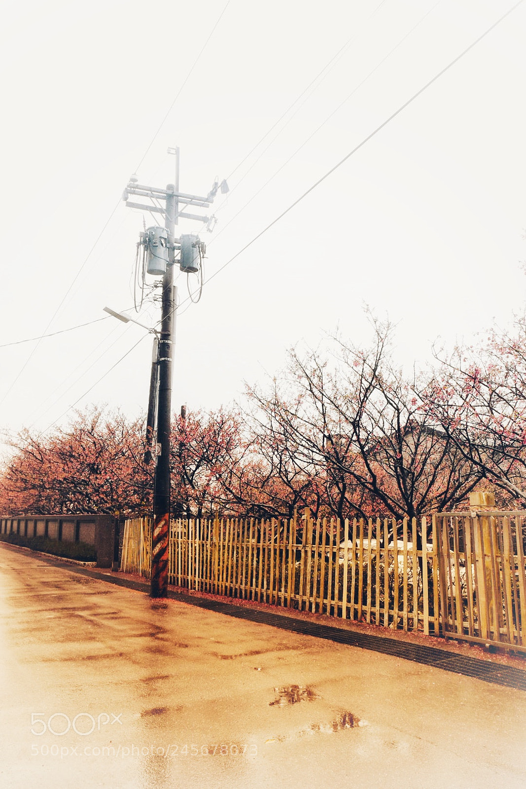Nikon D5500 sample photo. The cherry trees in photography