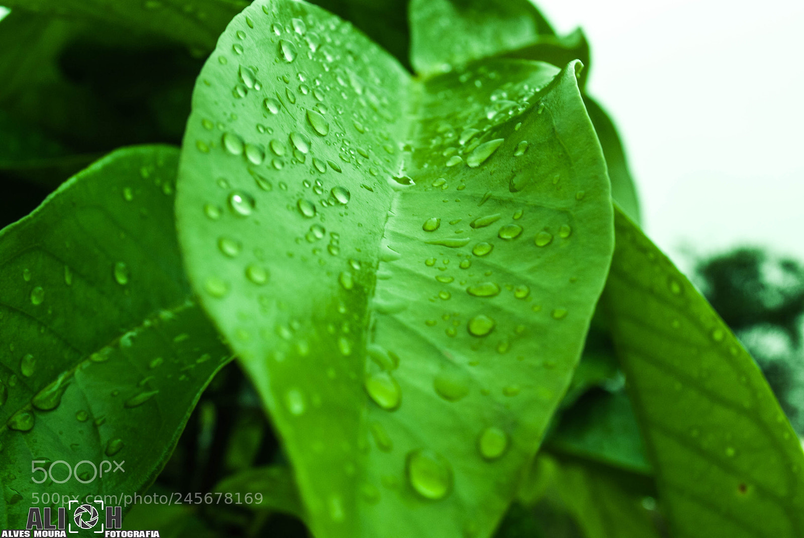 Nikon D3000 sample photo. Depois da chuva vem photography