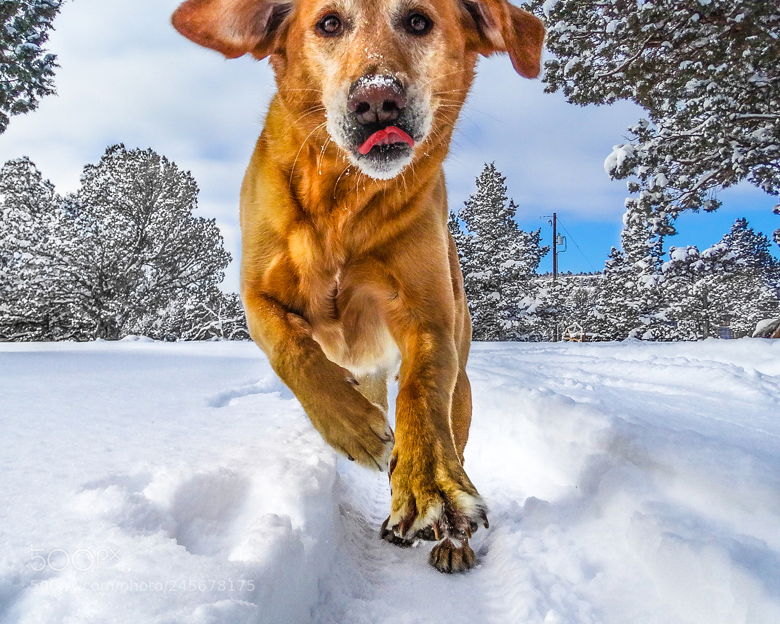 Sony Cyber-shot DSC-HX300 sample photo. Snow dog photography