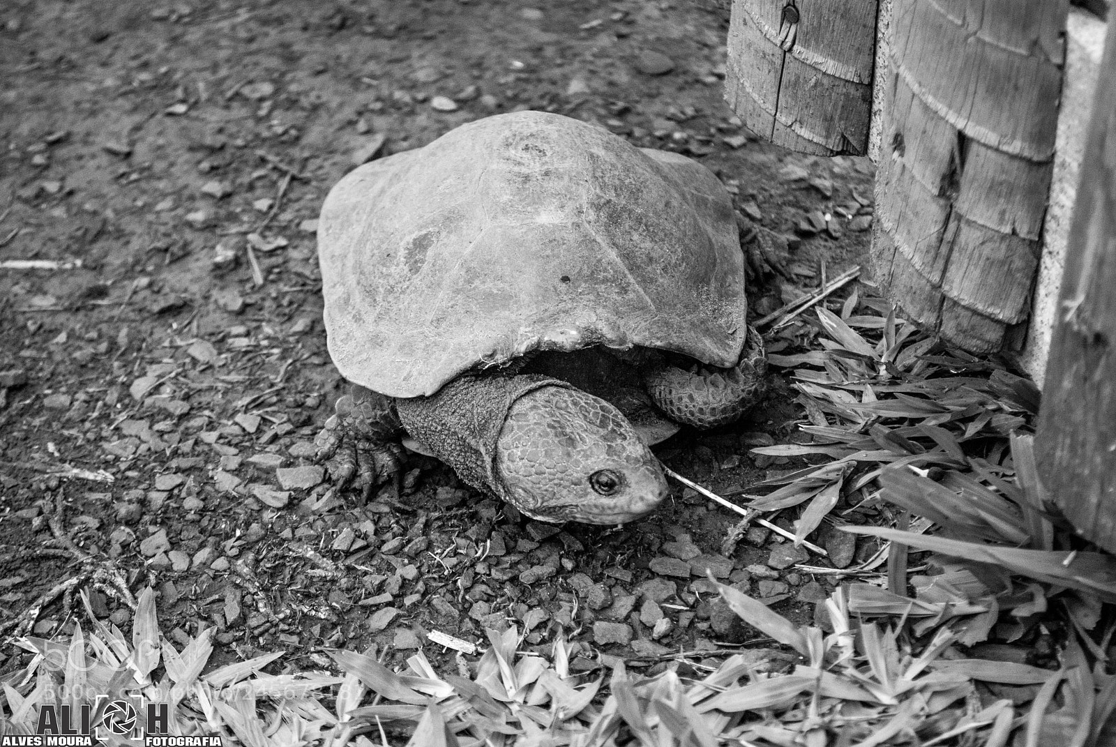 Nikon D3000 sample photo. #pósacidente photography