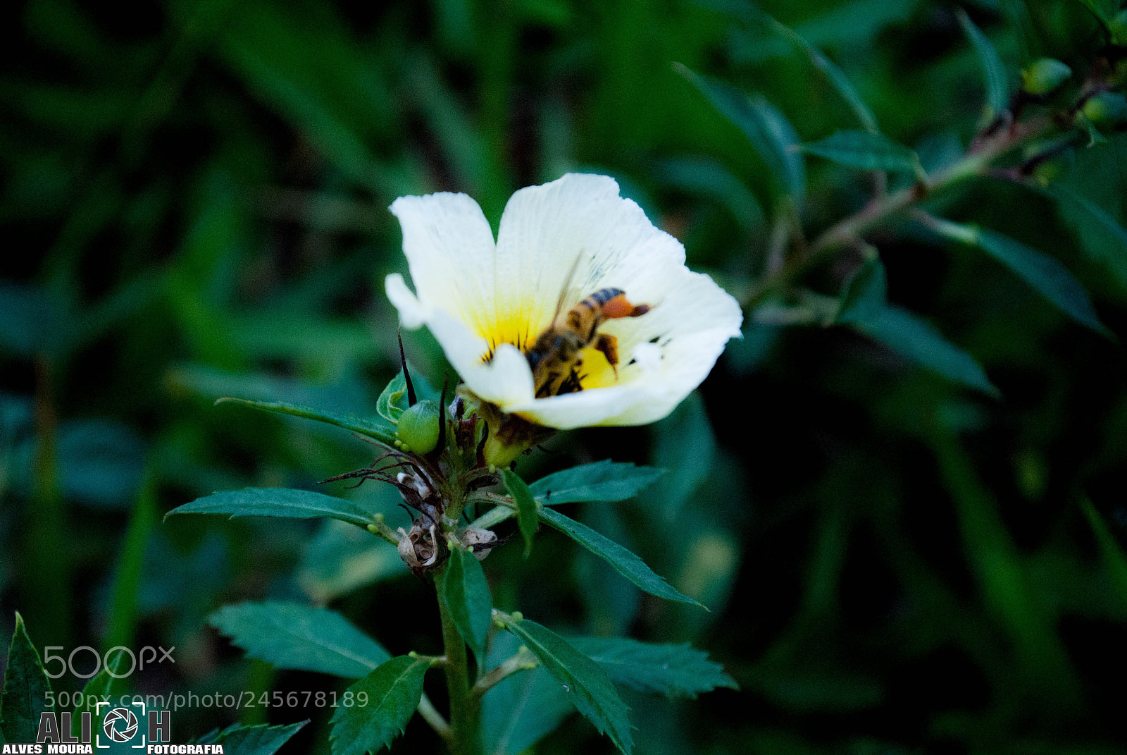 Nikon D3000 sample photo. #trabalhando photography