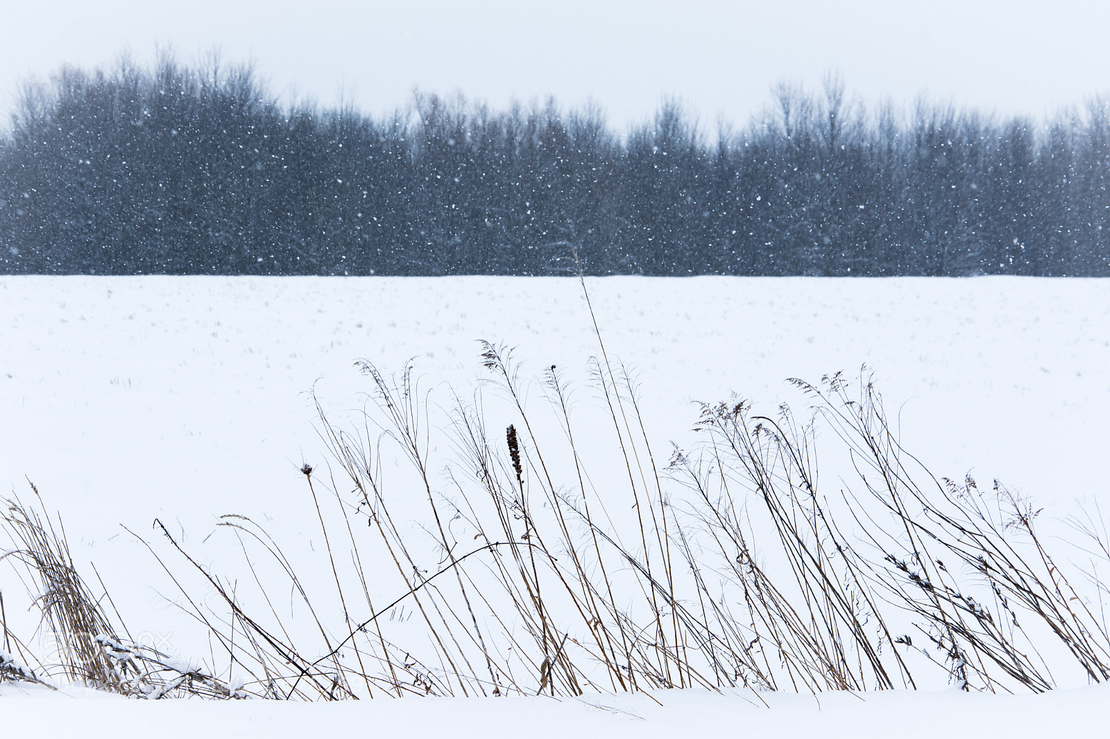 Nikon D7100 sample photo. Laying fallow photography