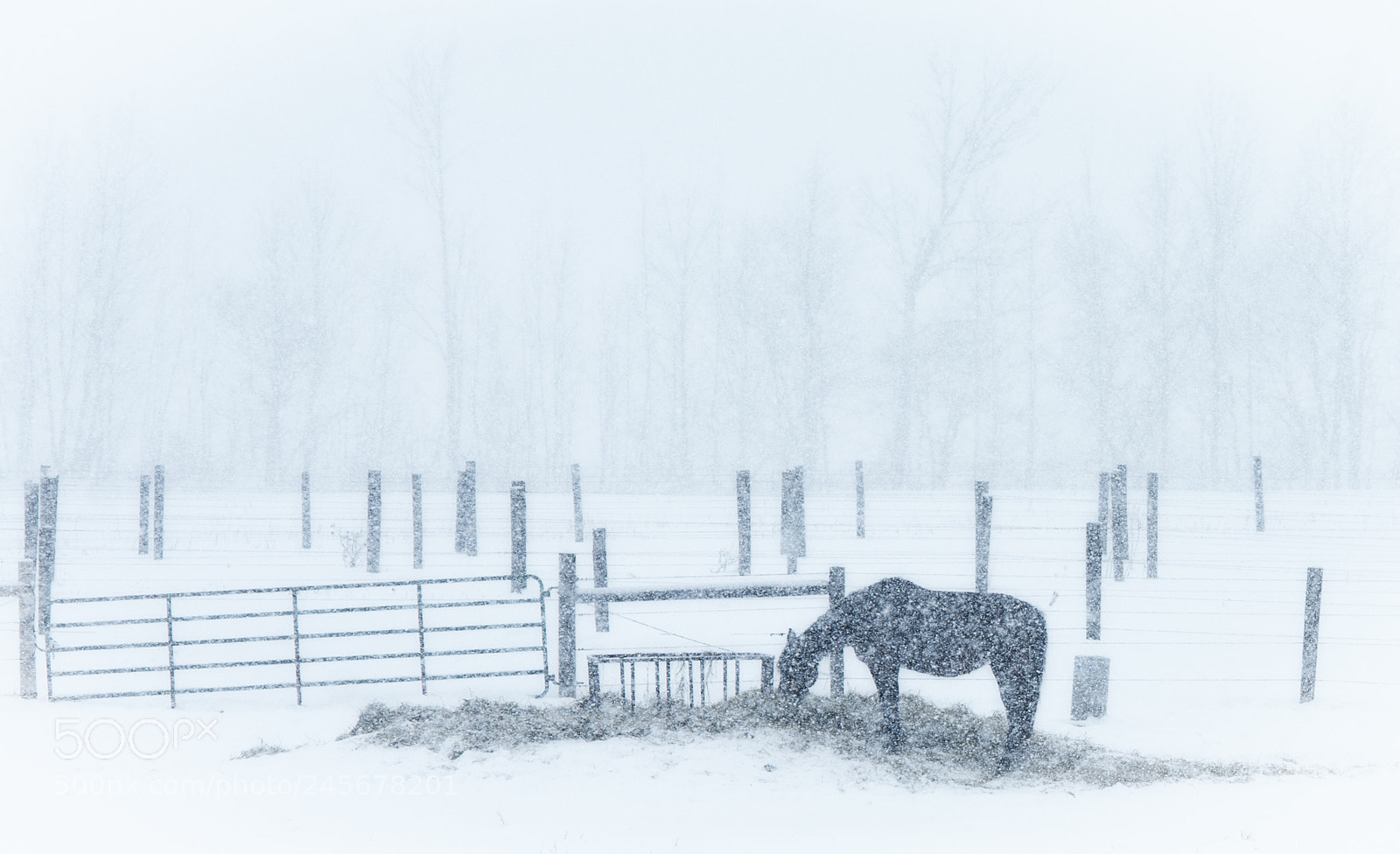 Nikon D7100 sample photo. Rural snowstorm photography