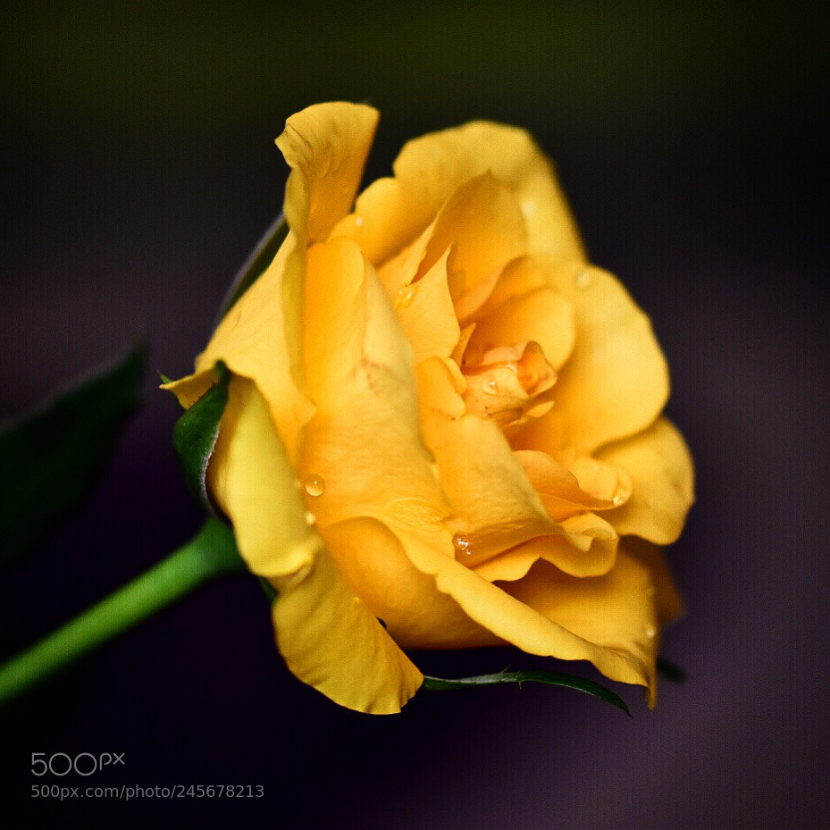 Nikon D5600 sample photo. Magic of nature in photography