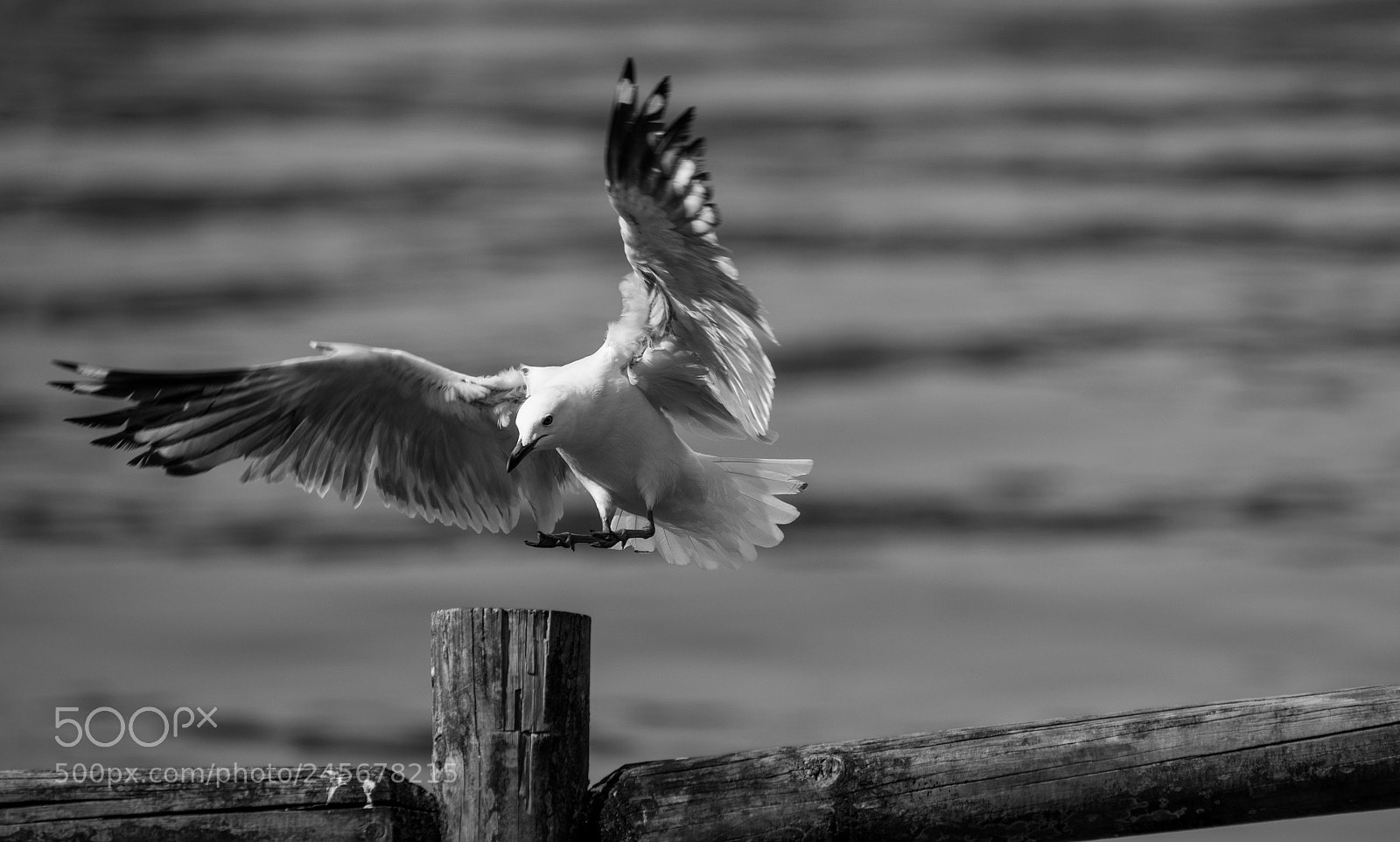 Nikon D610 sample photo. Seagull photography