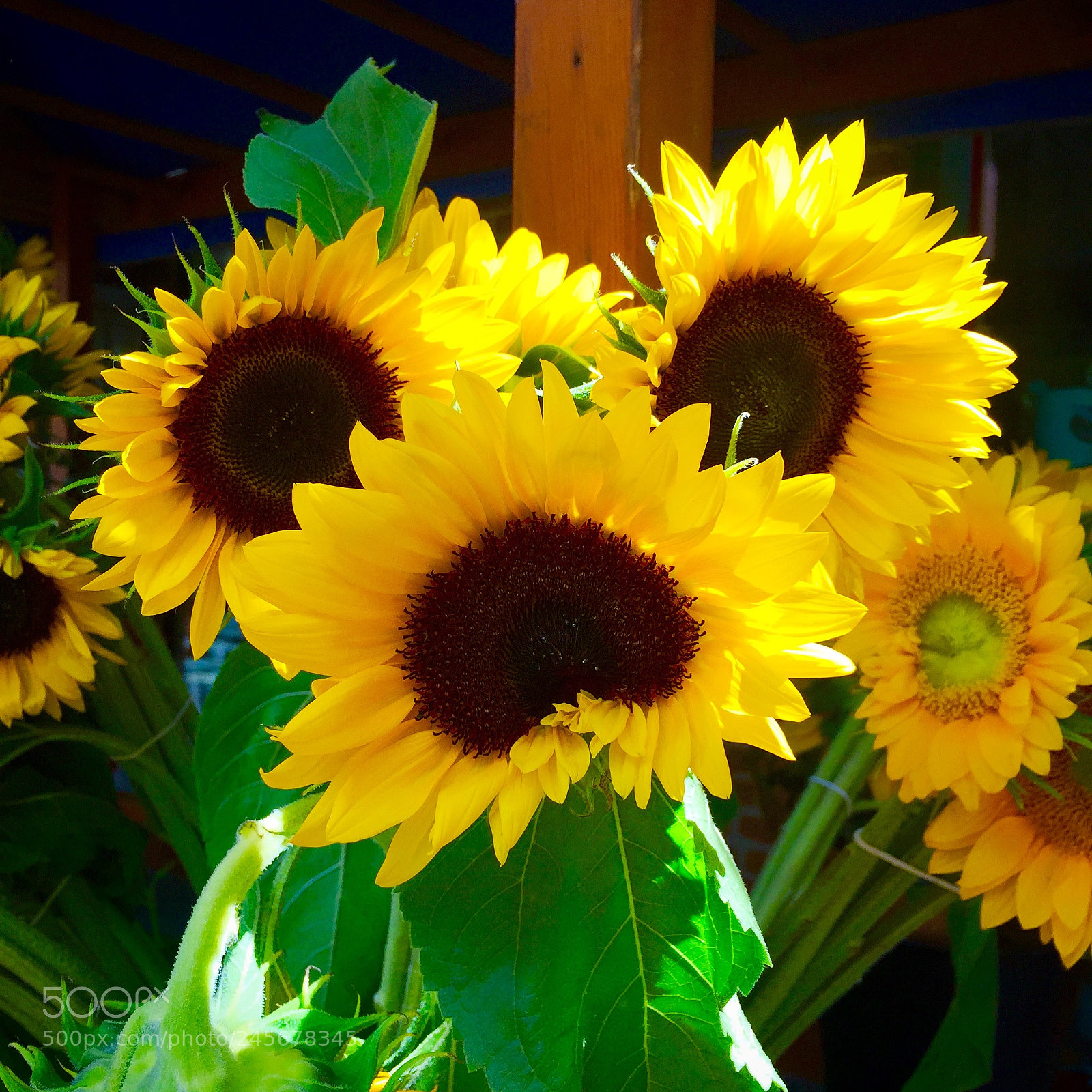 Apple iPhone 6 sample photo. Let there be sun! photography