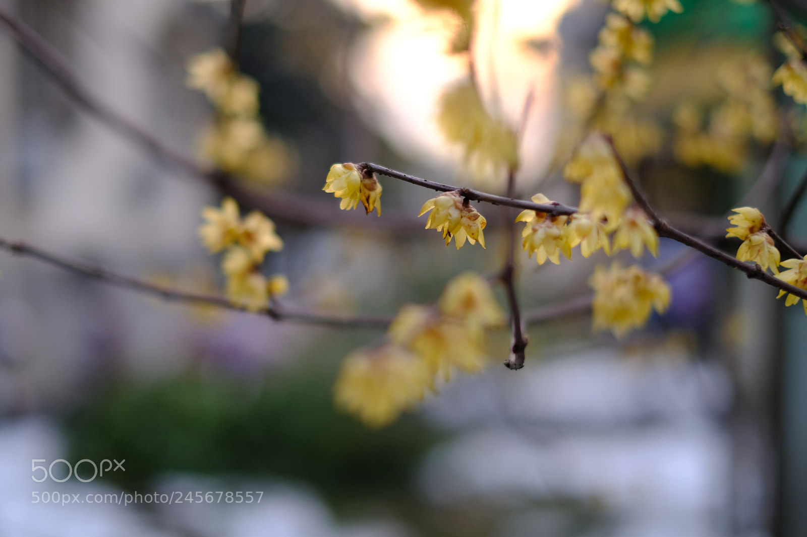 Fujifilm X-T2 sample photo. Dscf photography