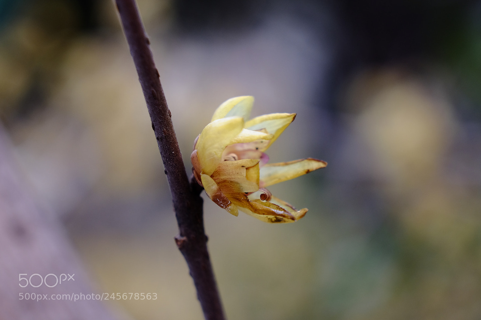 Fujifilm X-T1 sample photo. Japa photography