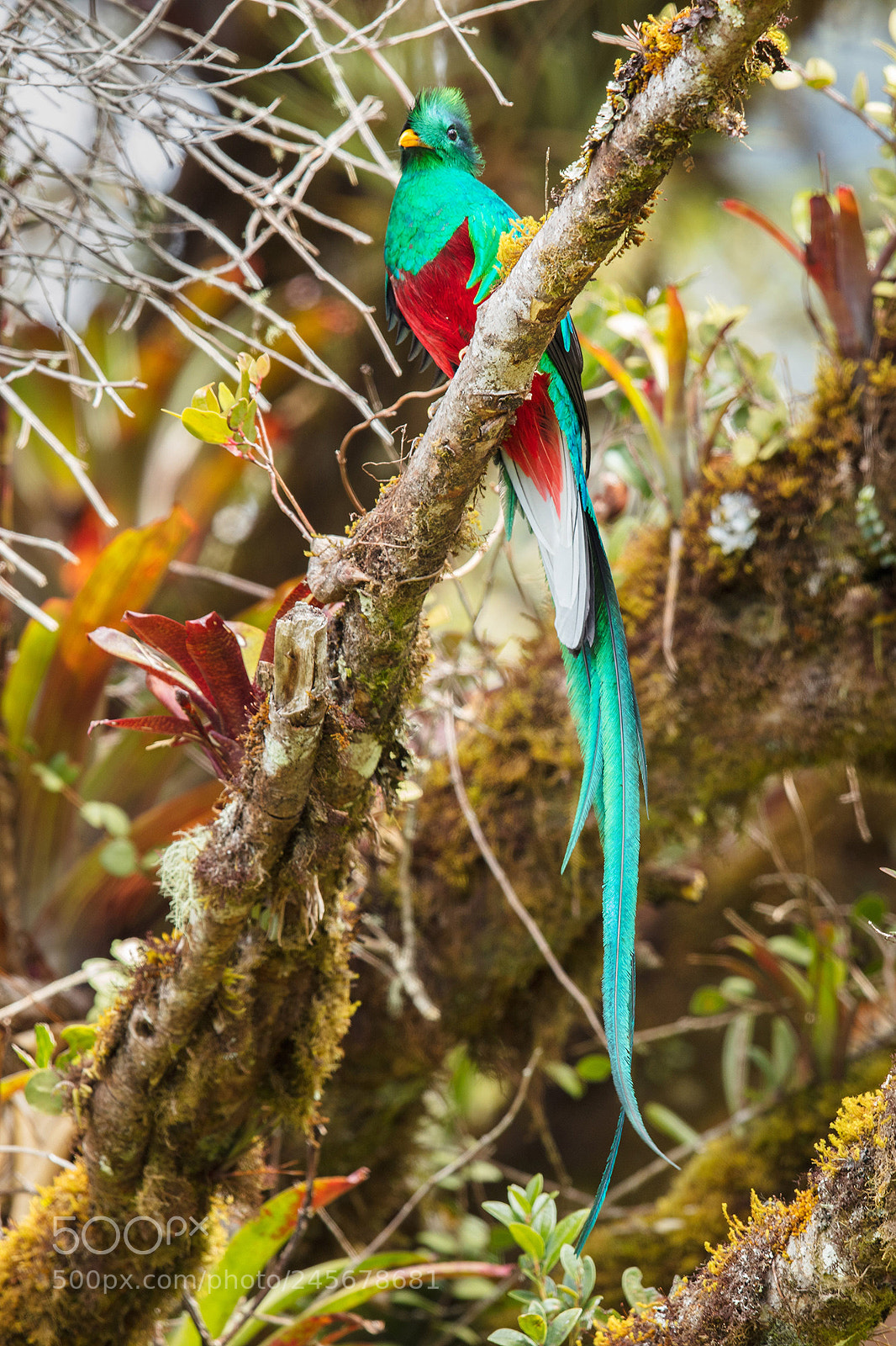 Canon EOS 5DS R sample photo. Costa rica 2017 photography