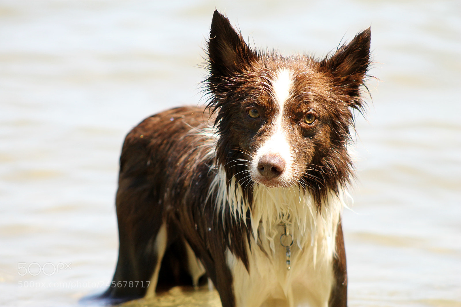 Canon EOS 1100D (EOS Rebel T3 / EOS Kiss X50) sample photo. Maverick in the water photography