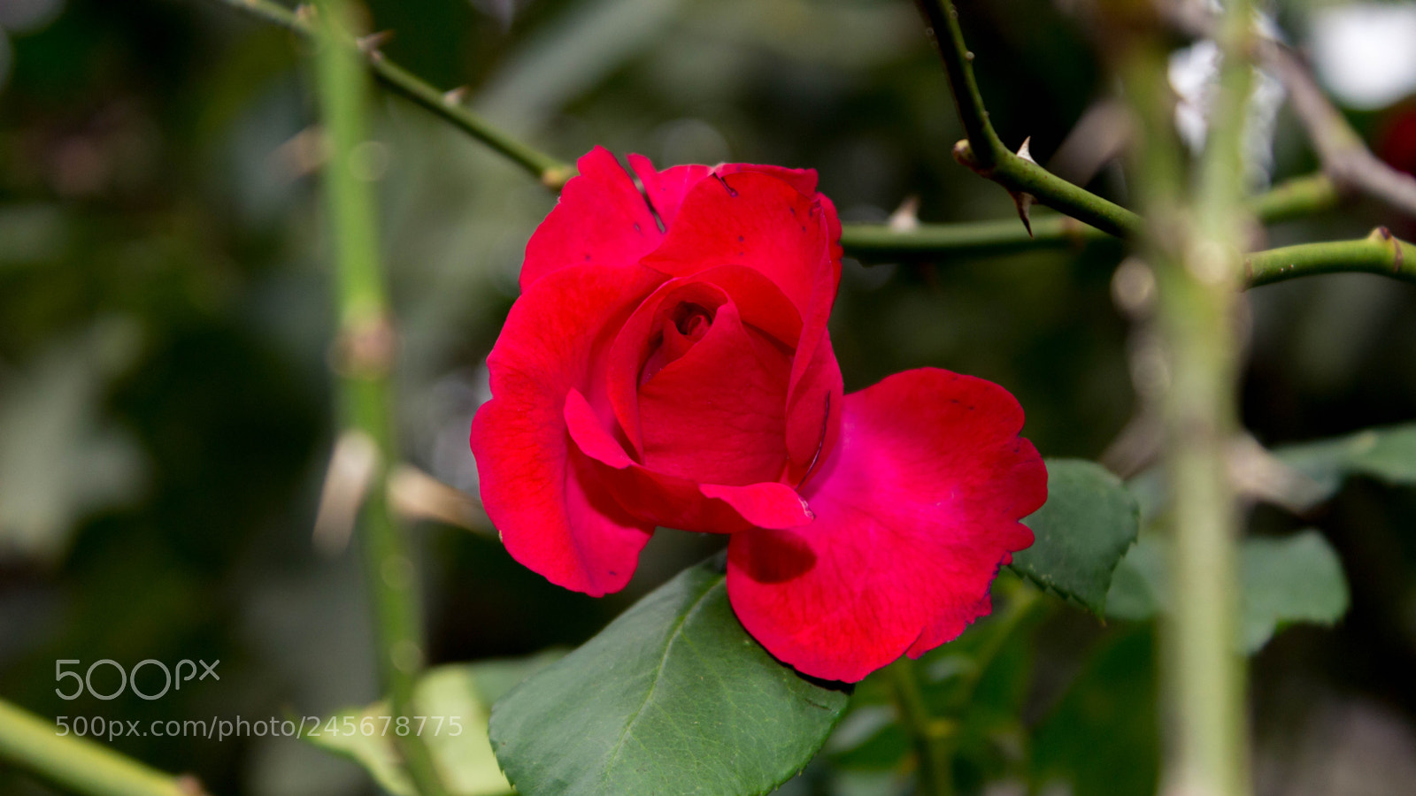 Canon EOS 1200D (EOS Rebel T5 / EOS Kiss X70 / EOS Hi) sample photo. Green jail photography