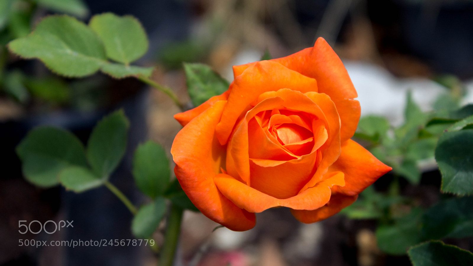Canon EOS 1200D (EOS Rebel T5 / EOS Kiss X70 / EOS Hi) sample photo. Best orange photography