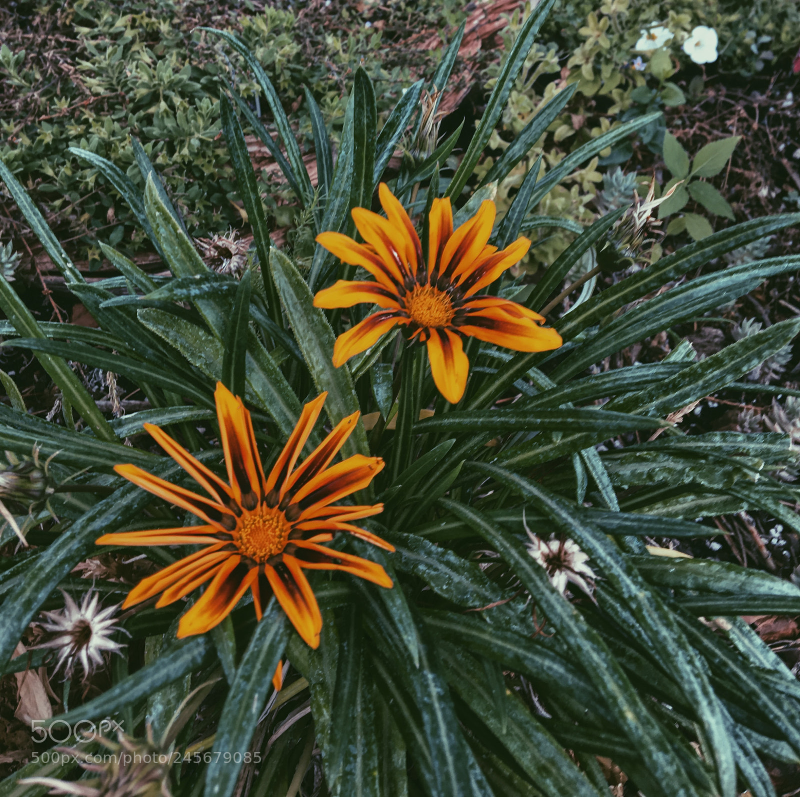 Apple iPhone 6s sample photo. Untitled photography