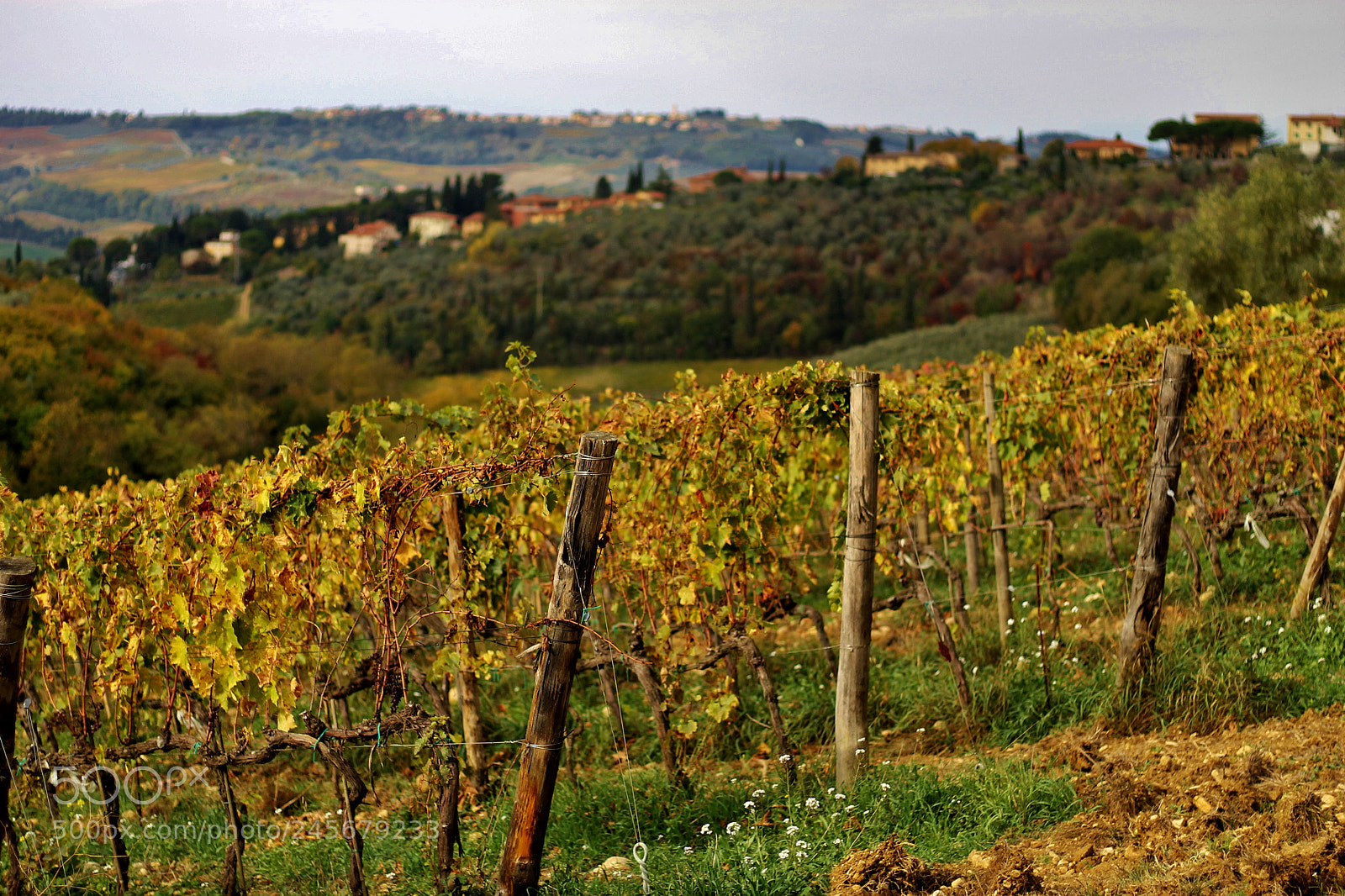 Canon EOS 1100D (EOS Rebel T3 / EOS Kiss X50) sample photo. Chianti vines photography