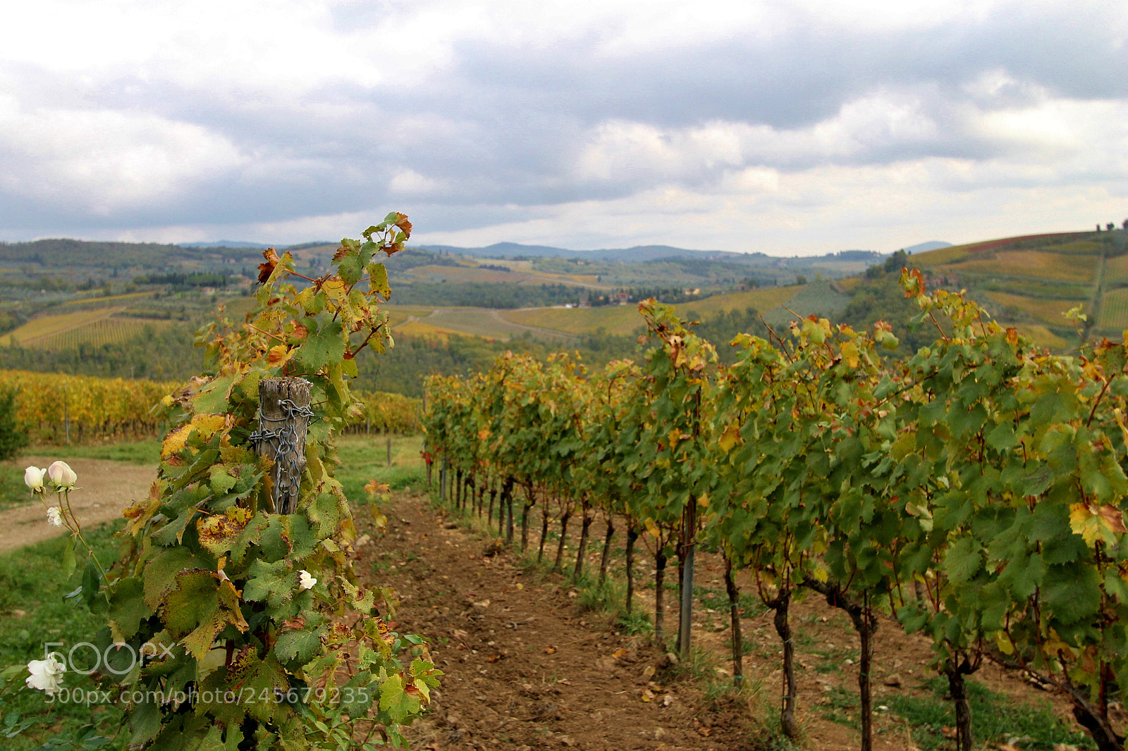 Canon EOS 1100D (EOS Rebel T3 / EOS Kiss X50) sample photo. Grape vines in tuscany photography