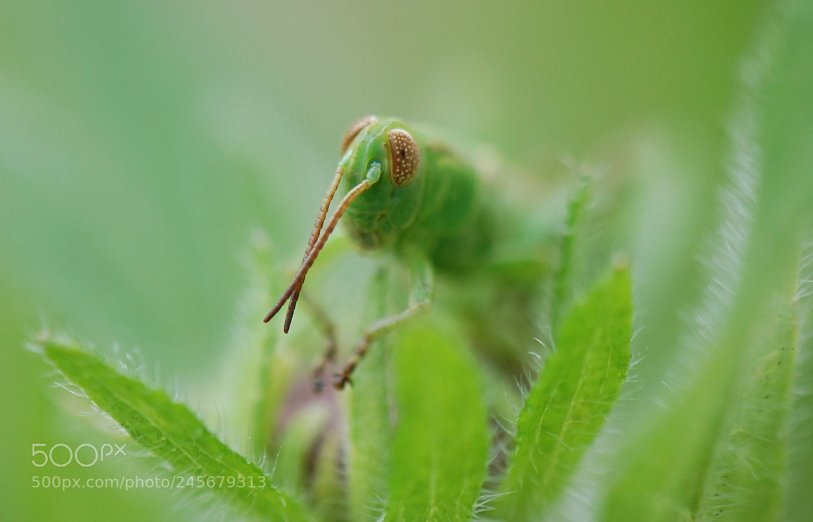 Nikon D40 sample photo. Being green photography