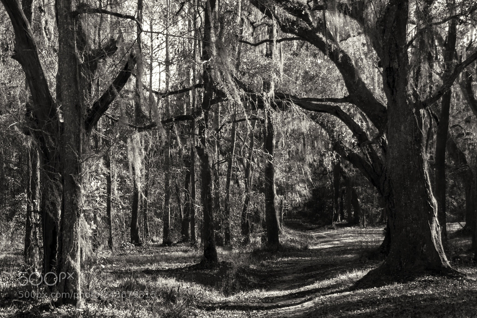 Sony a6500 sample photo. Tom brown park trail photography