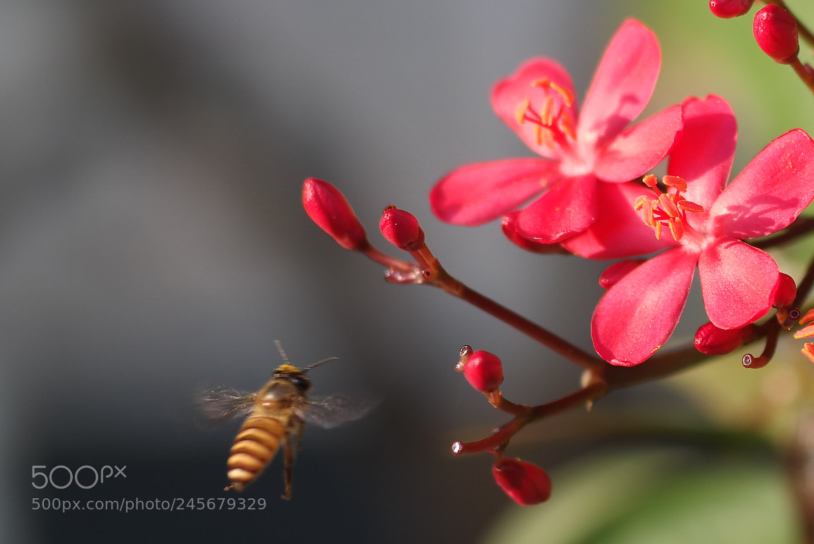 Samsung NX30 sample photo. Bee & jatropha integerrima photography
