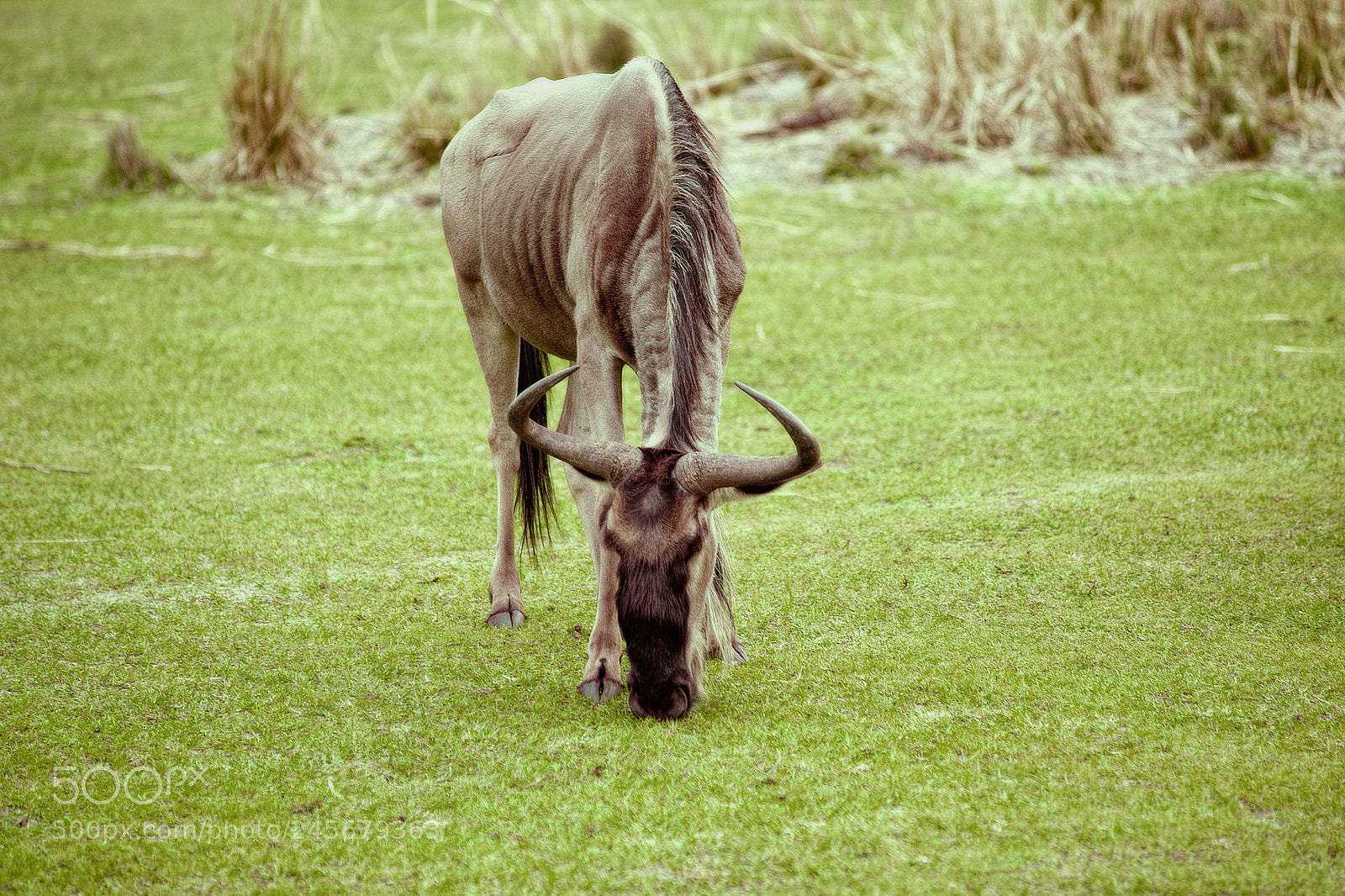 Sony SLT-A99V sample photo. Blue wildebeest photography