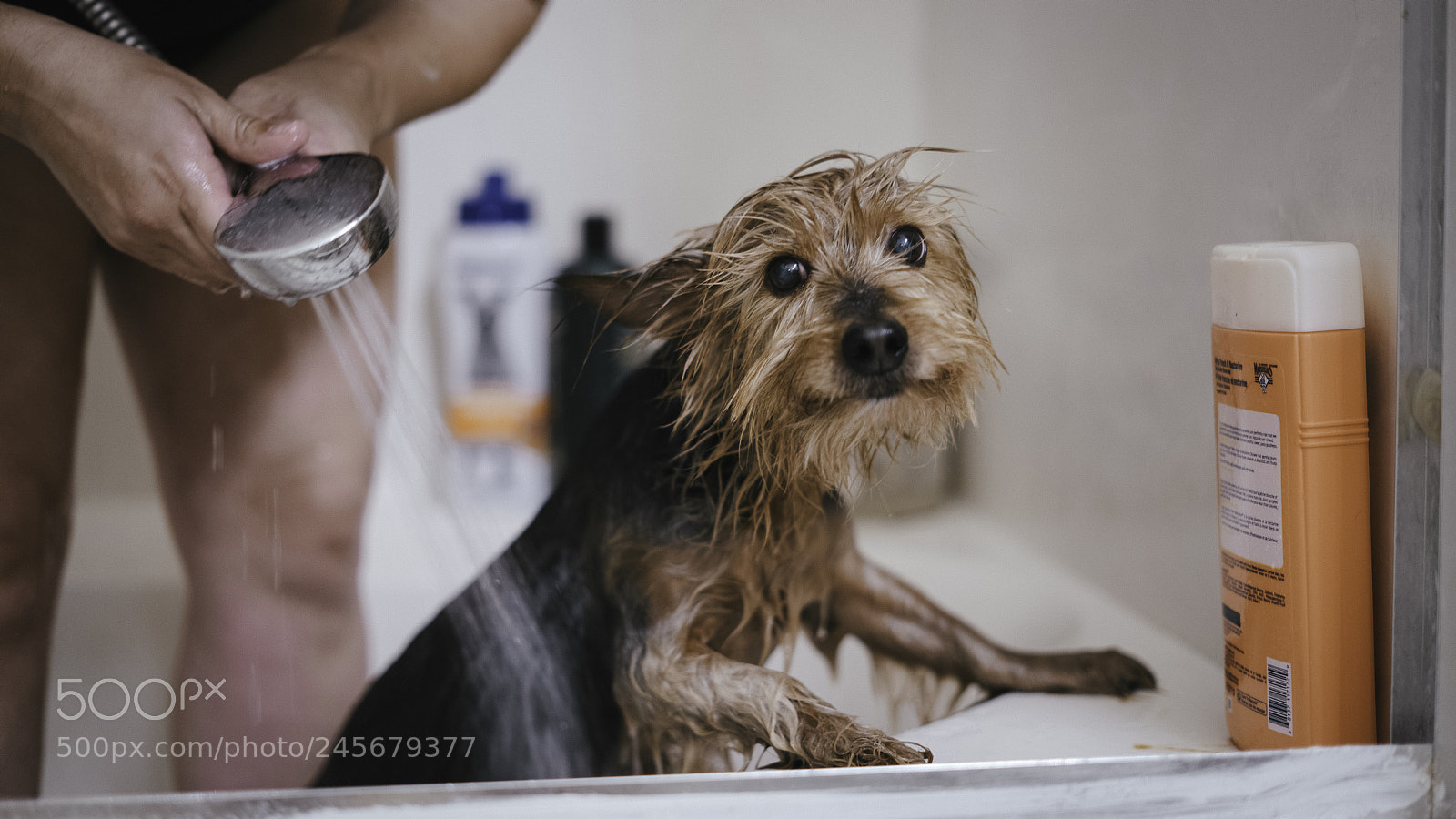 Sony a7R II sample photo. Ami gets a bath photography