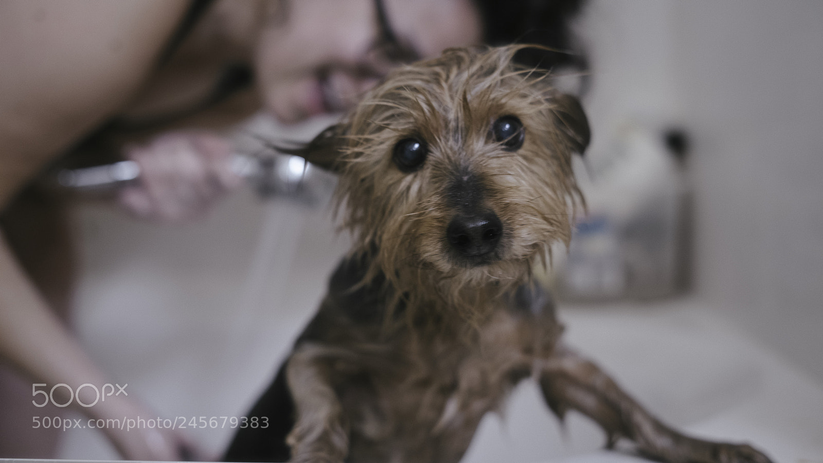 Sony a7R II sample photo. Ami gets a bath photography