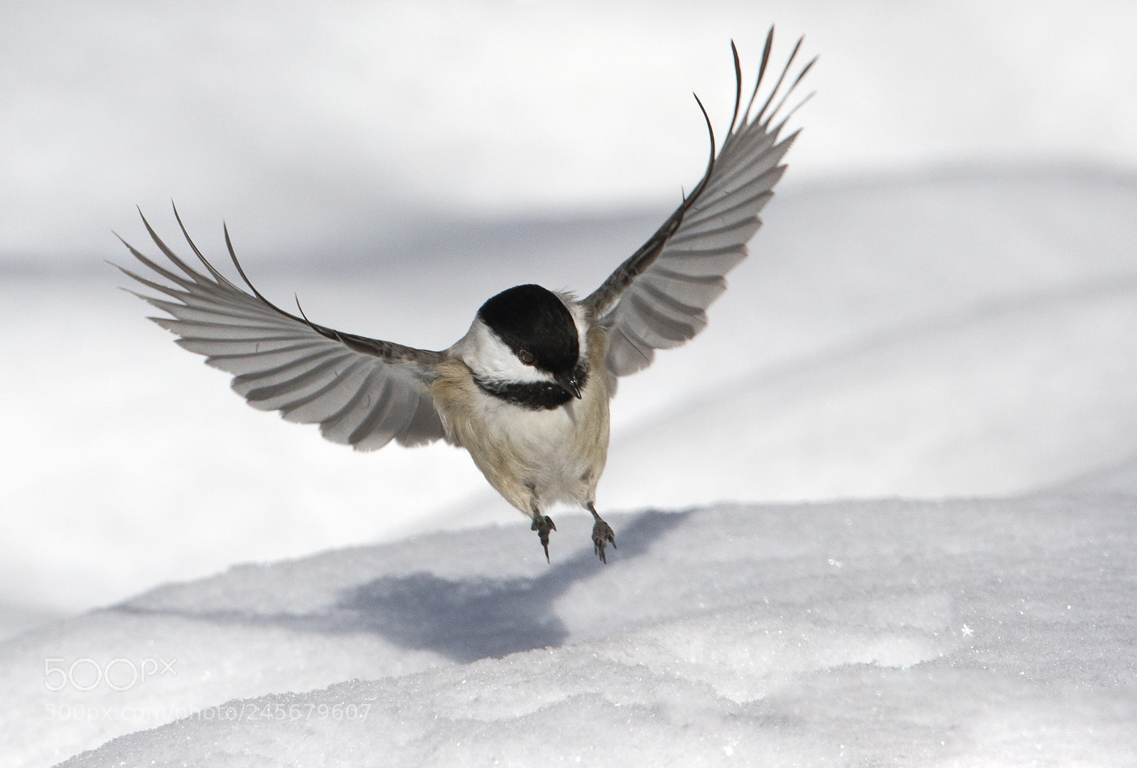 Canon EOS 7D Mark II sample photo. Soft landing photography