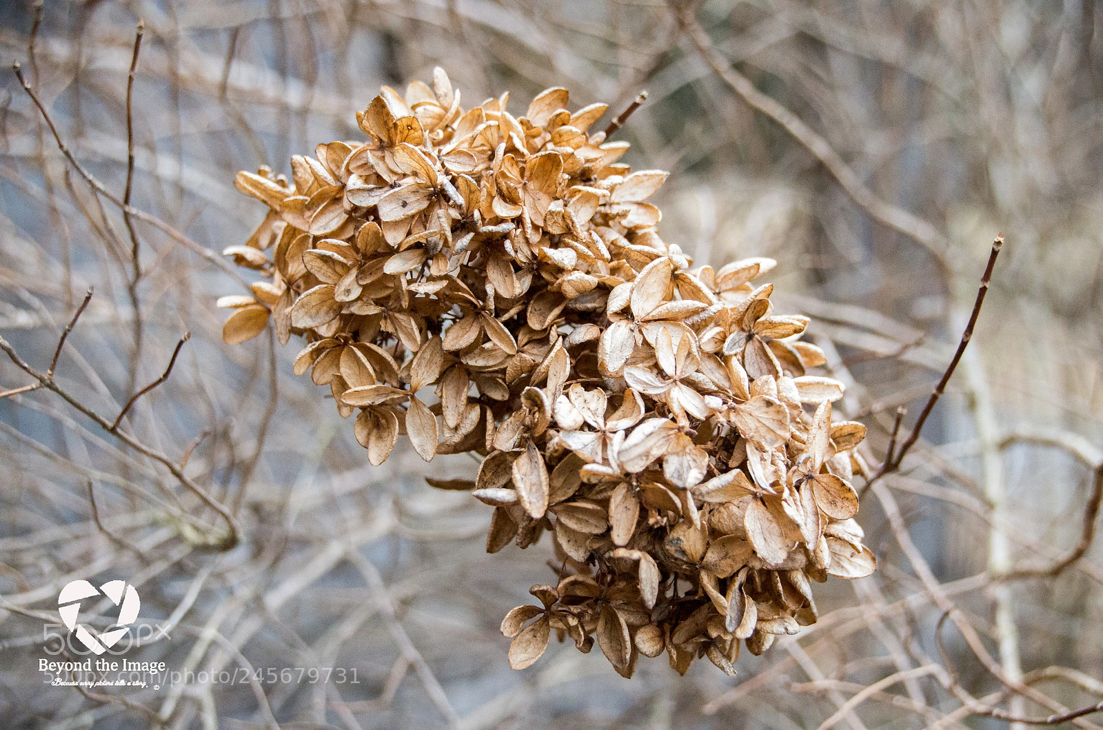 Pentax K-30 sample photo. Untitled photography