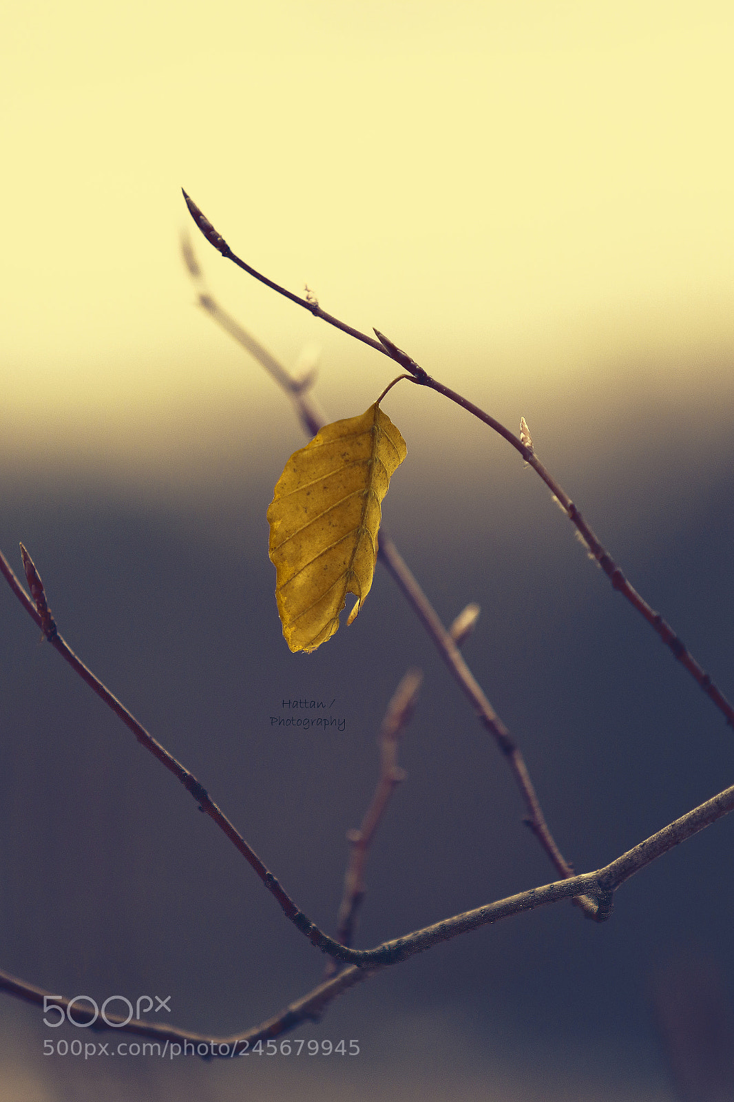 Canon EOS 7D Mark II sample photo. Untitled photography