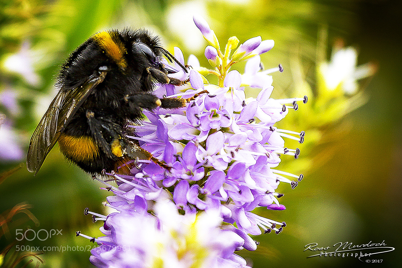 Canon EOS 60D sample photo. Macro bumble bee photography