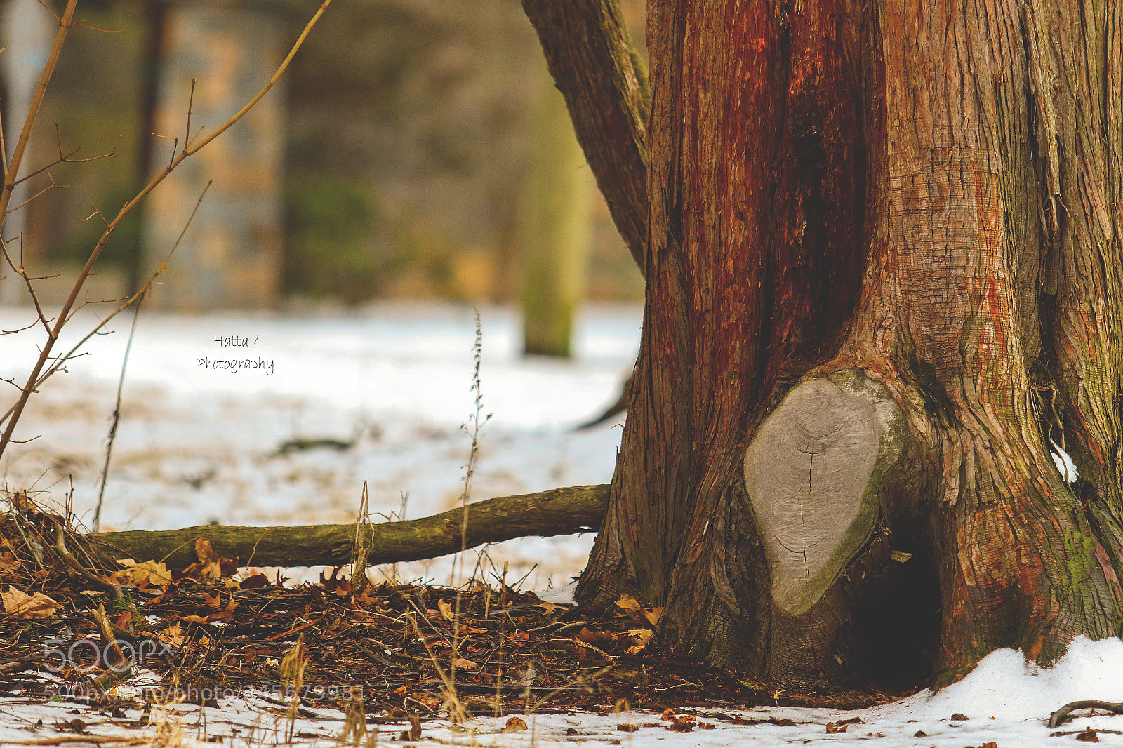 Canon EOS 7D Mark II sample photo. Untitled photography