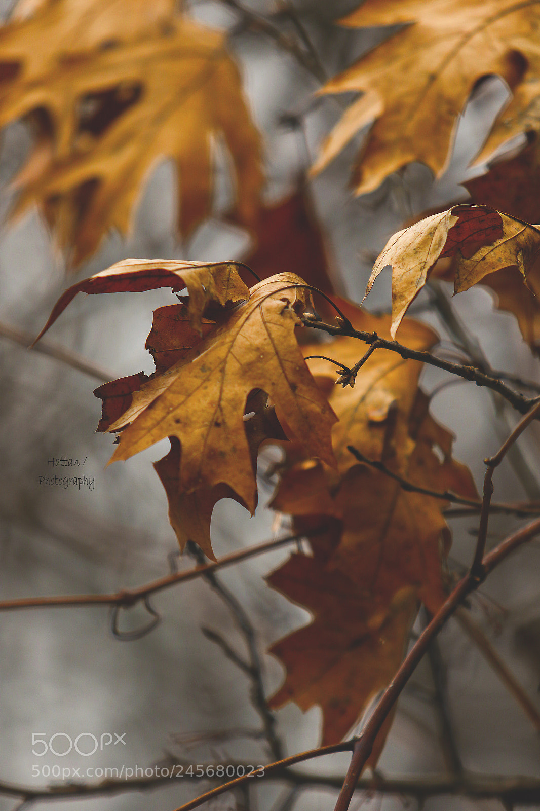 Canon EOS 7D Mark II sample photo. Untitled photography