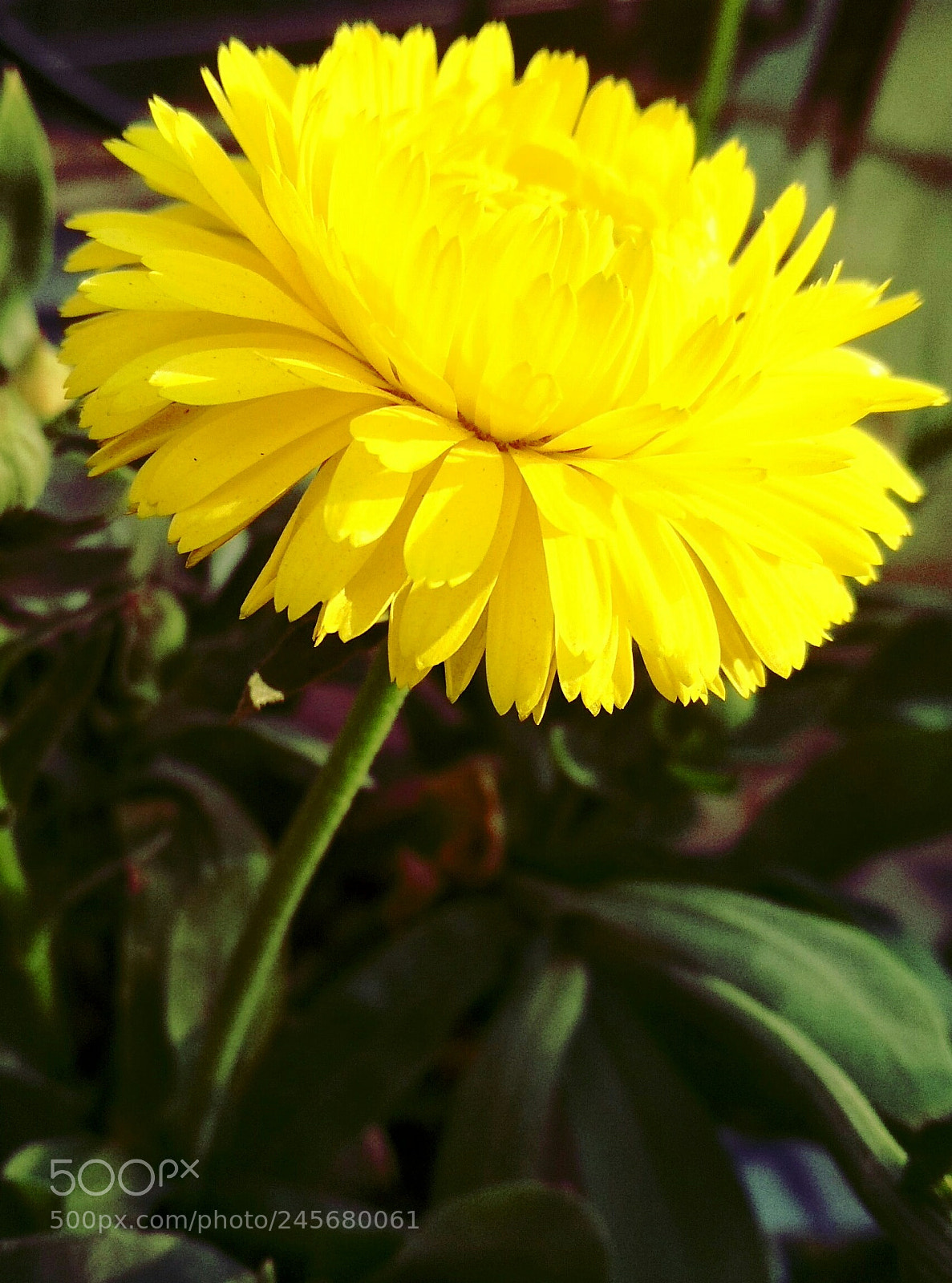 Xiaomi Redmi 4 Pro sample photo. Sunlight photography