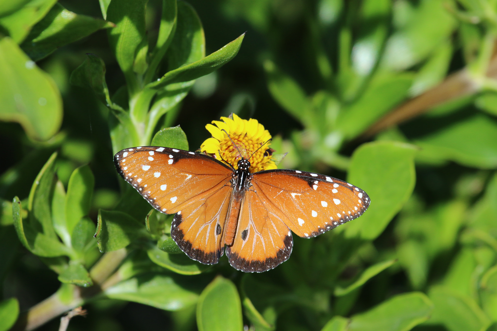 Canon EOS 7D Mark II + Canon EF 100-400mm F4.5-5.6L IS USM sample photo. The queen butterfly on grand turk photography