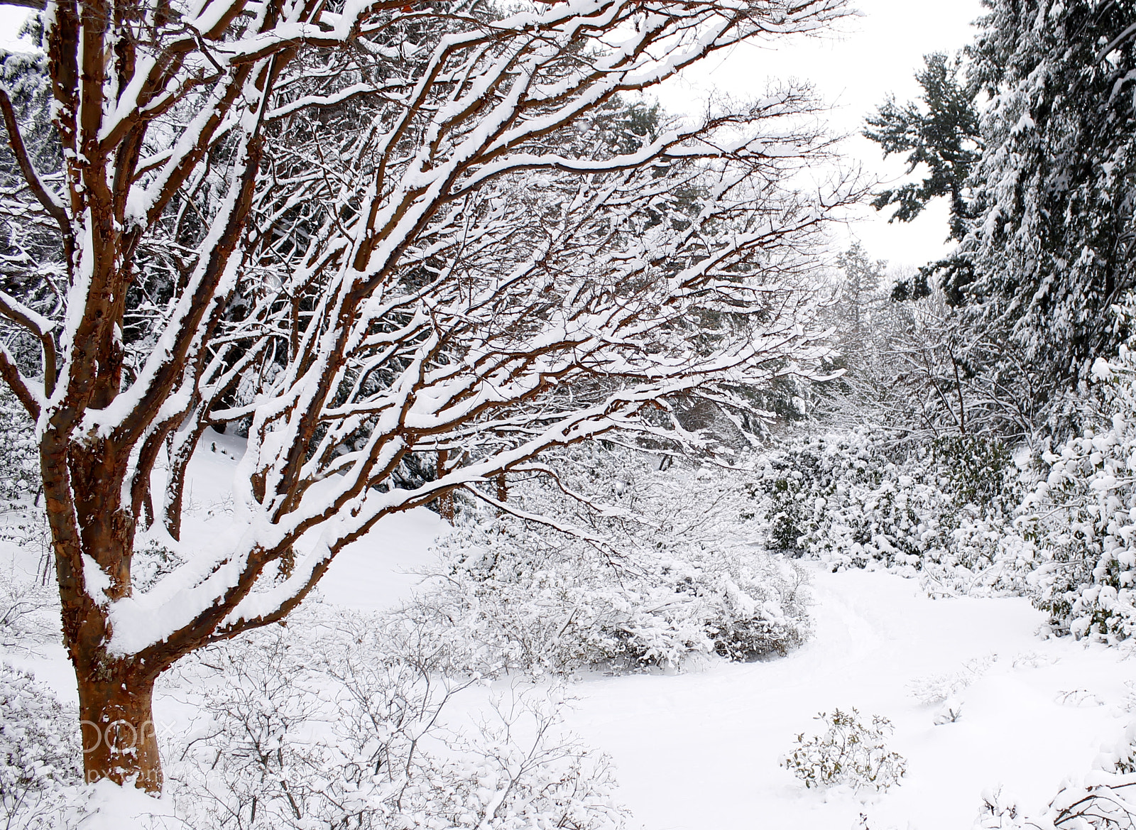 Canon EOS 1100D (EOS Rebel T3 / EOS Kiss X50) sample photo. Snowpocalypse photography
