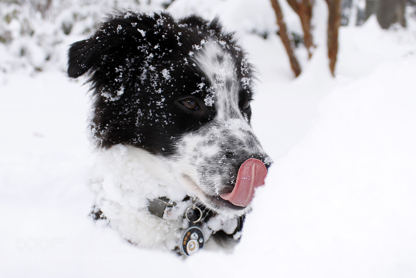 Canon EOS 1100D (EOS Rebel T3 / EOS Kiss X50) sample photo. Snow puppy photography