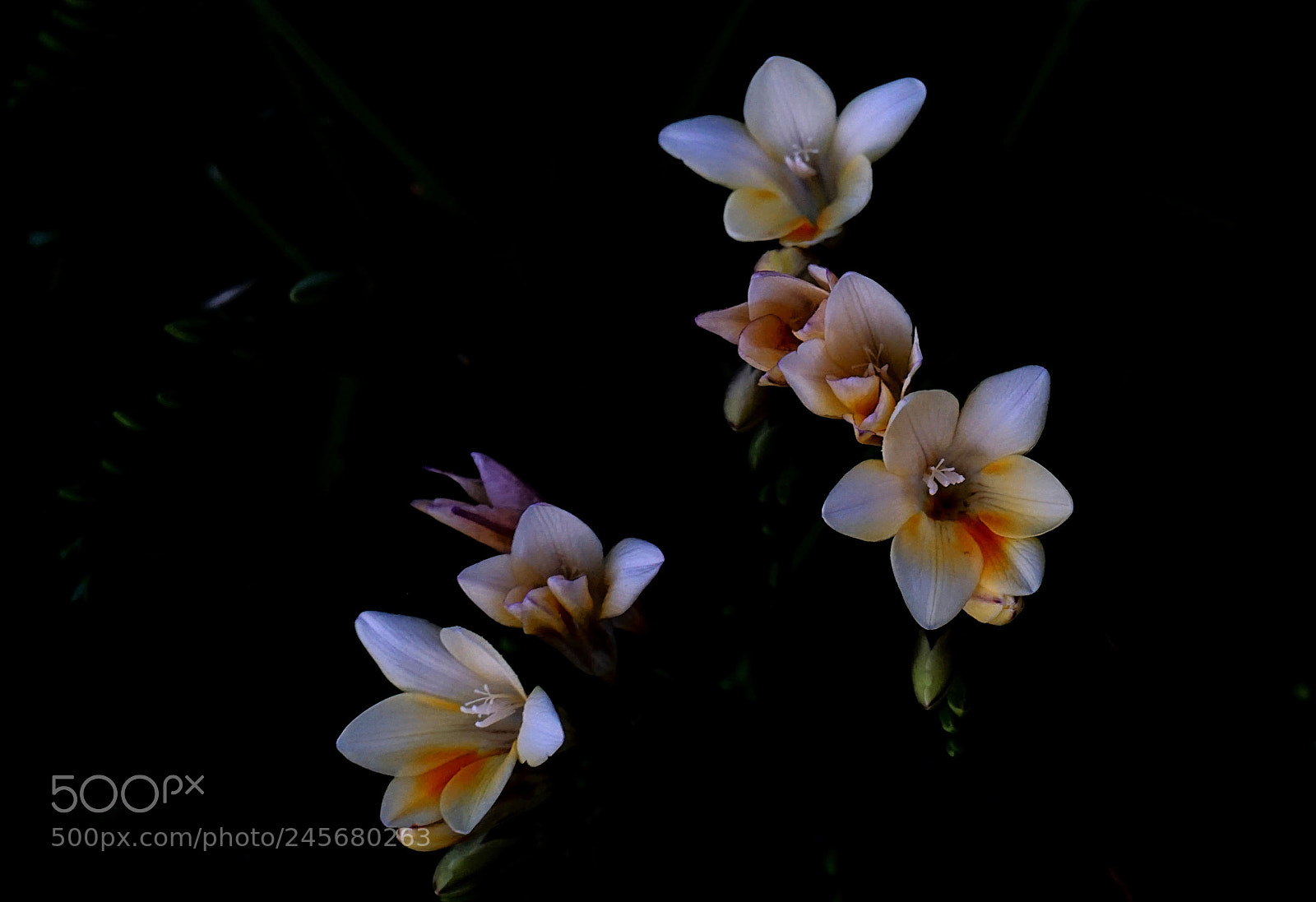 Sony a6000 sample photo. Night flowers photography