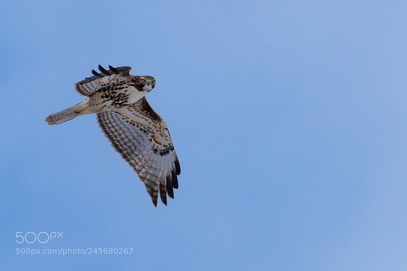 Nikon D810 sample photo. Eye see you photography