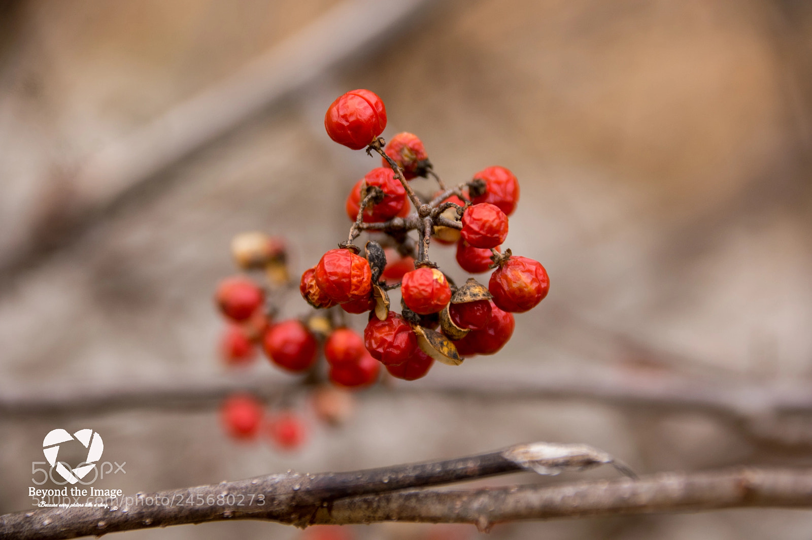 Pentax K-3 sample photo. Untitled photography