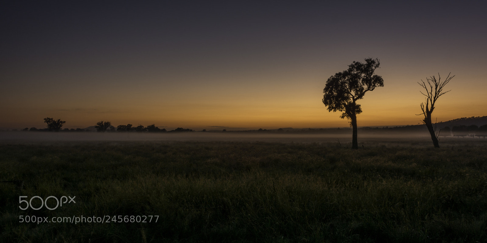 Nikon D7100 sample photo. Tree at sunrise photography