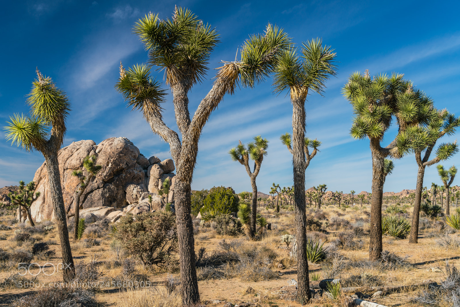 Sony a7R II sample photo. Unity photography