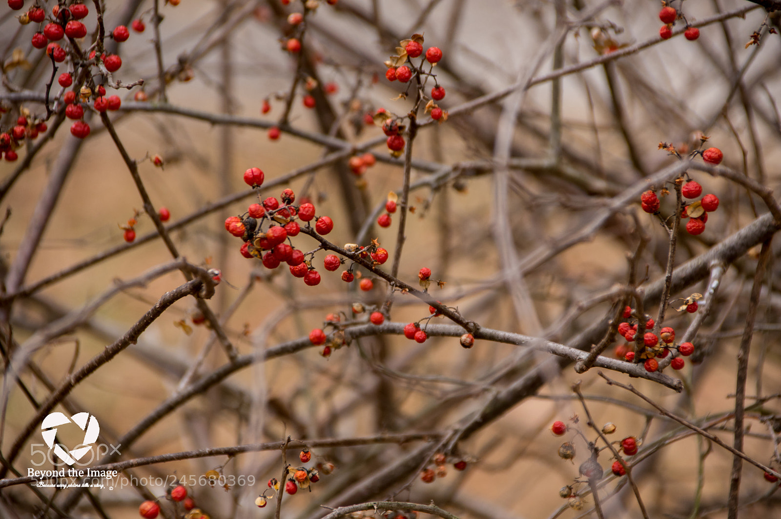 Pentax K-3 sample photo. Untitled photography