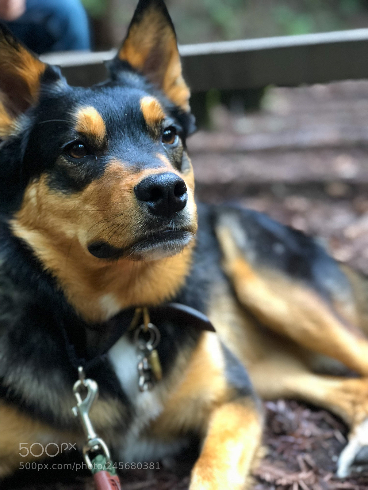 Apple iPhone 8 Plus sample photo. Bullet photography