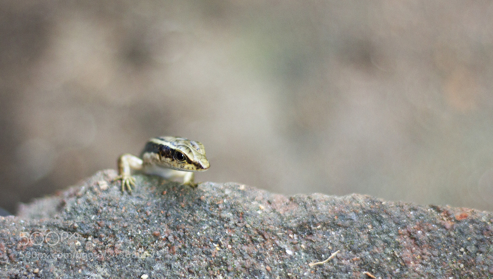Canon EOS 600D (Rebel EOS T3i / EOS Kiss X5) sample photo. Indian skink photography