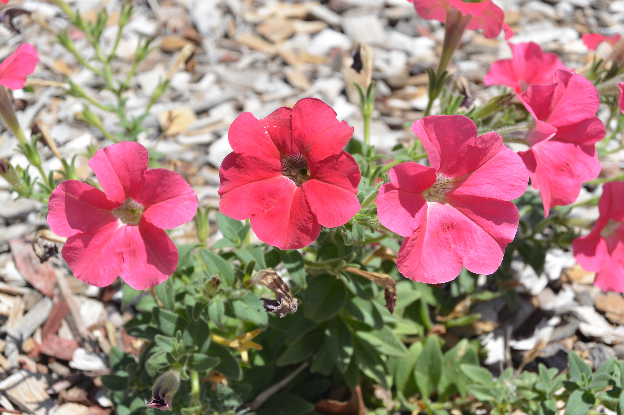 Nikon 1 AW1 sample photo. Flowers photography