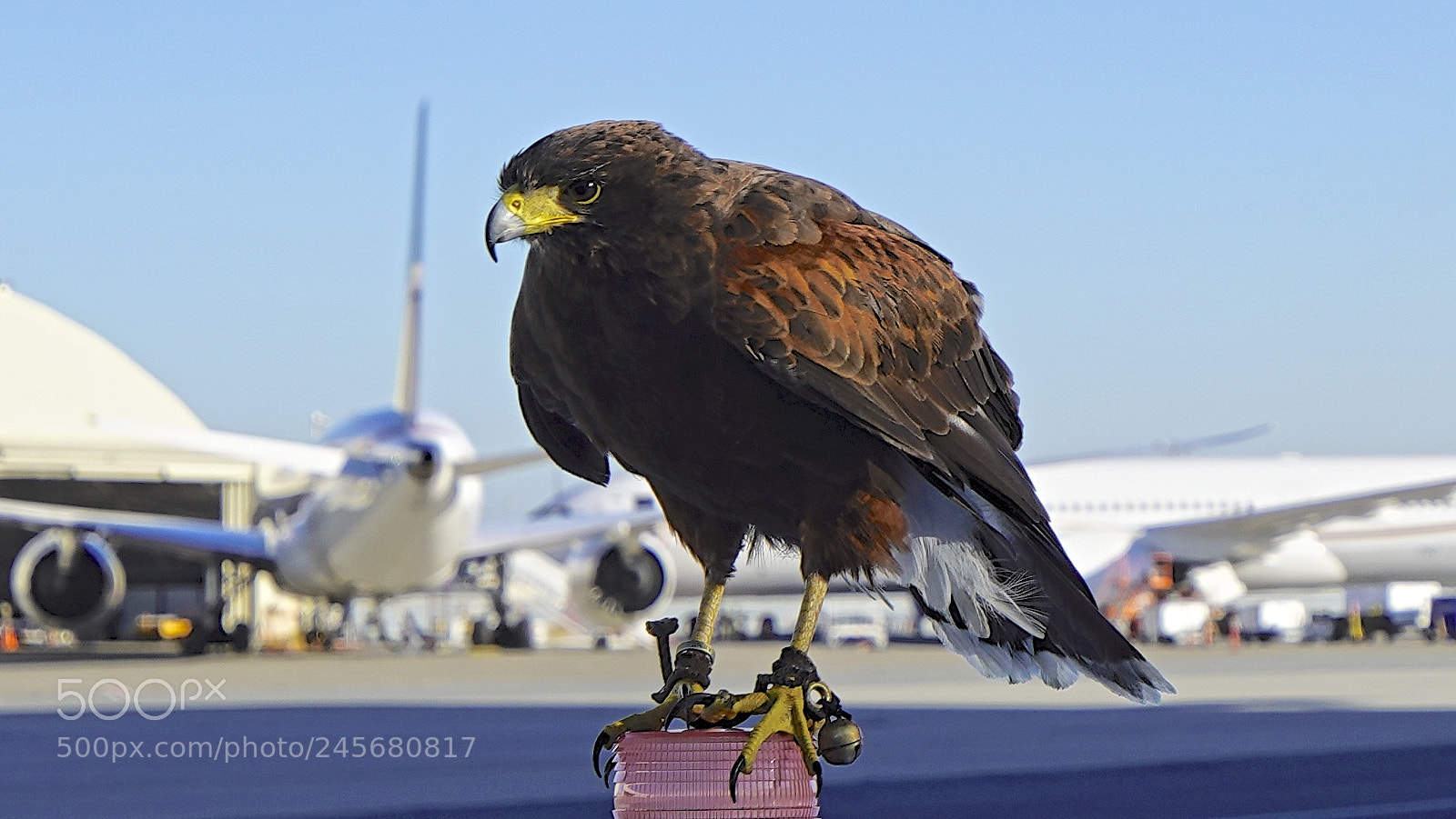 Sony a7R III sample photo. Harris hawk used to photography