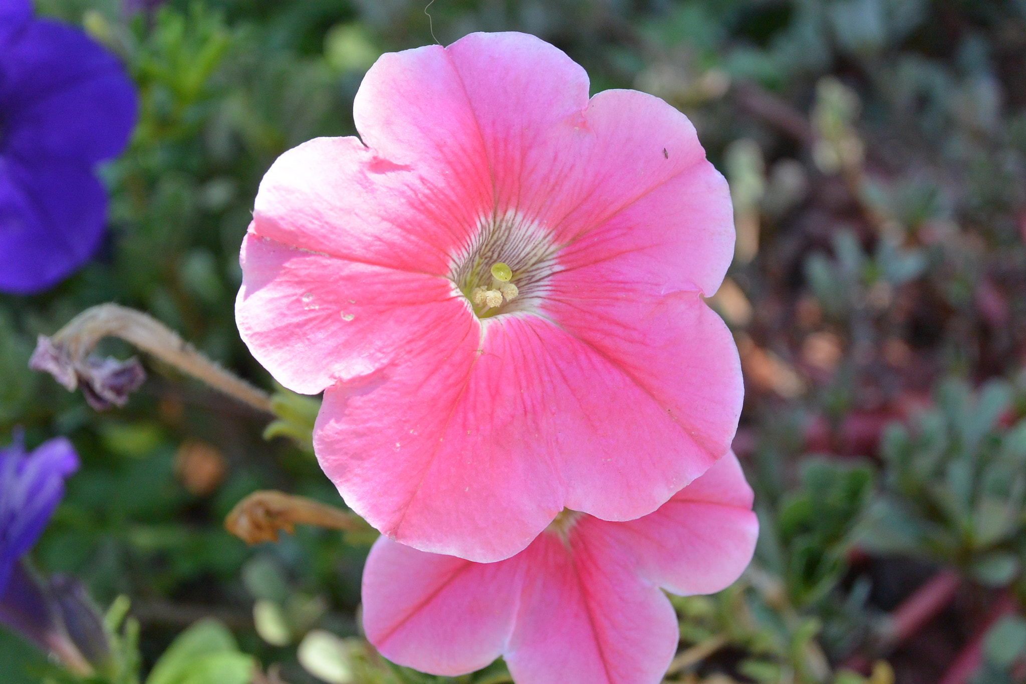 Nikon 1 AW1 sample photo. Flowers photography
