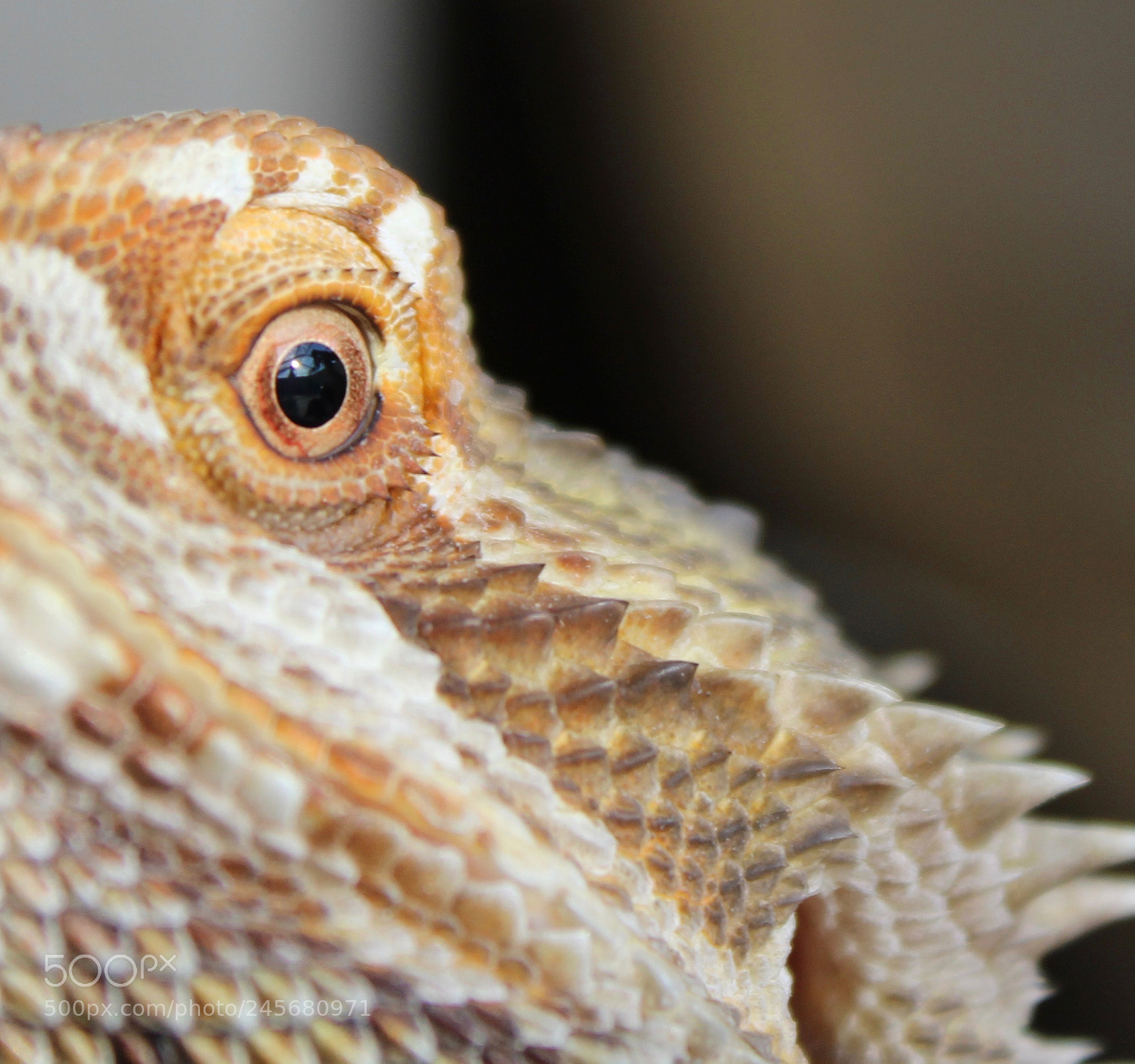 Canon EOS 1200D (EOS Rebel T5 / EOS Kiss X70 / EOS Hi) sample photo. Drogon photography